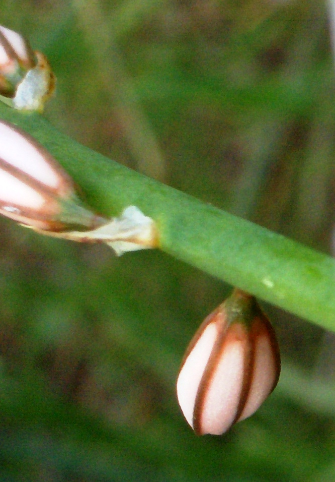 Asphodelus fistulosus